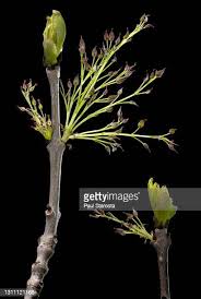 Attēlu rezultāti vaicājumam “Fraxinus excelsior bud”