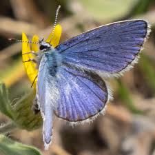 Attēlu rezultāti vaicājumam “Plebejus idas”