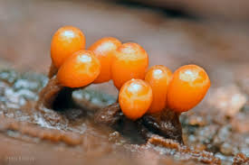 Attēlu rezultāti vaicājumam “Trichia botrytis var. cerifera”