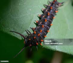 Attēlu rezultāti vaicājumam “Nematus salicis larva”