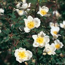 Attēlu rezultāti vaicājumam “Rosa subcanina”