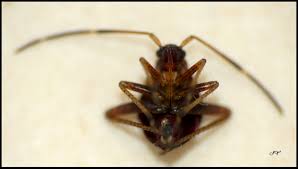 Attēlu rezultāti vaicājumam “Adelphocoris seticornis”