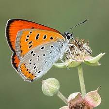 Attēlu rezultāti vaicājumam “Lycaena dispar underside”