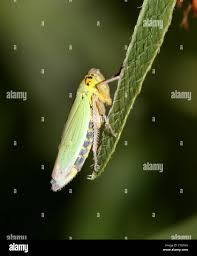 Attēlu rezultāti vaicājumam “Cicadella viridis female”
