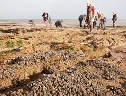 Image result for Bexhill Sailing Club