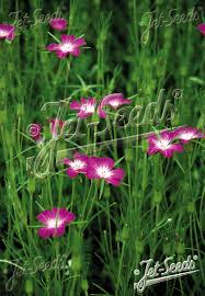 Image result for Agrostemma githago