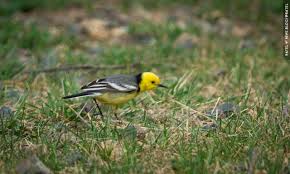 Attēlu rezultāti vaicājumam “Motacilla citreola male”