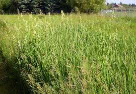 Attēlu rezultāti vaicājumam “Phalaroides arundinacea fruit”