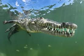 Image result for Crocodylus acutus