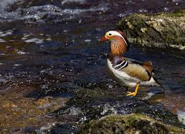 Attēlu rezultāti vaicājumam “Aix galericulata male”