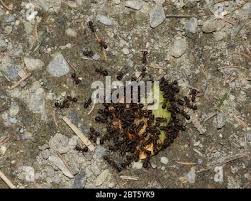 Attēlu rezultāti vaicājumam “Formica rufa pupa”