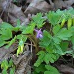 Attēlu rezultāti vaicājumam “Corydalis intermedia fruit”