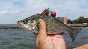 Image result for Morone americana