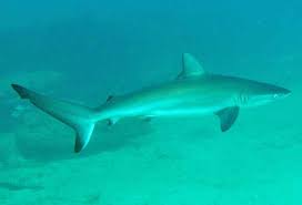 Image result for Carcharhinus obscurus