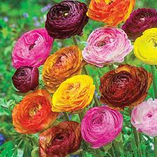 Attēlu rezultāti vaicājumam “Ranunculus mendax flower”