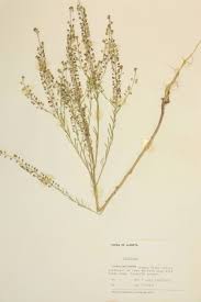 Attēlu rezultāti vaicājumam “Cruciferae”