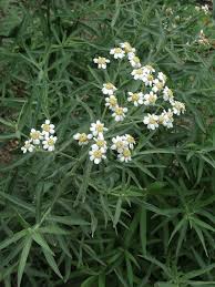 Attēlu rezultāti vaicājumam “Achillea salicifolia flower”