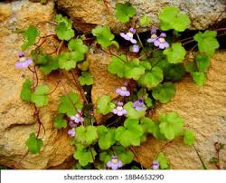Attēlu rezultāti vaicājumam “Cymbalaria muralis”