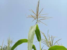 Attēlu rezultāti vaicājumam “Zea mays male flower”
