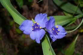 Attēlu rezultāti vaicājumam “Tradescantia virginiana flower”