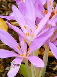 Attēlu rezultāti vaicājumam “Colchicum autumnale flower”