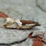 Attēlu rezultāti vaicājumam “Ancylis myrtillana”