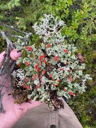 Attēlu rezultāti vaicājumam “Cetrelia sp.”