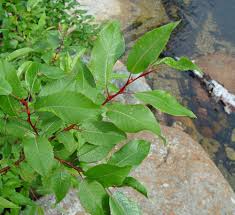Attēlu rezultāti vaicājumam “Salix”