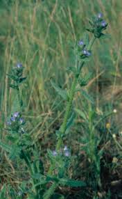 Attēlu rezultāti vaicājumam “Anchusa arvensis flower”
