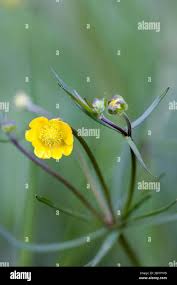 Attēlu rezultāti vaicājumam “Ranunculus auricomus flower”