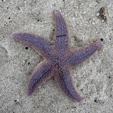 Image result for Asterias rubens