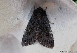 Attēlu rezultāti vaicājumam “Melanchra persicariae imago”