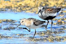 Attēlu rezultāti vaicājumam “Calidris minuta”