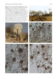 Attēlu rezultāti vaicājumam “Cribraria oregana stalked”