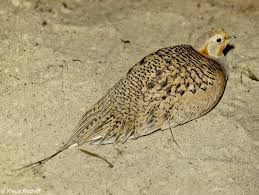 Image result for Syrrhaptes paradoxus