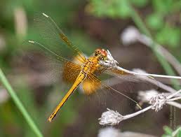 Attēlu rezultāti vaicājumam “Sympetrum flaveolum”