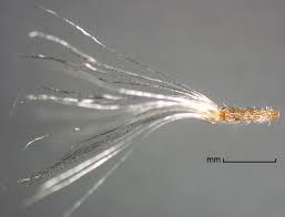 Attēlu rezultāti vaicājumam “Inula britannica bud”