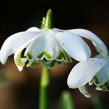 Attēlu rezultāti vaicājumam “Galanthus nivalis leaf”
