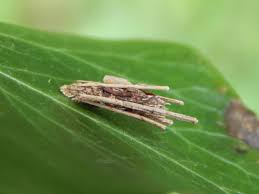 Attēlu rezultāti vaicājumam “Psyche casta larva”