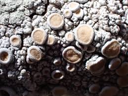 Attēlu rezultāti vaicājumam “Opegrapha atra”