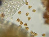 Attēlu rezultāti vaicājumam “Tritomaria”