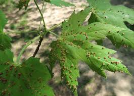 Attēlu rezultāti vaicājumam “Vasates quadripedes”