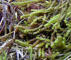 Attēlu rezultāti vaicājumam “Anastrophyllum minutum”