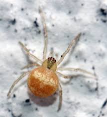 Attēlu rezultāti vaicājumam “Paidiscura pallens”