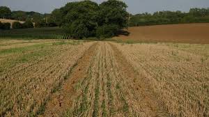 Image result for Gosfield CC