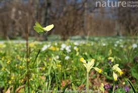 Attēlu rezultāti vaicājumam “Gonepteryx rhamni male”