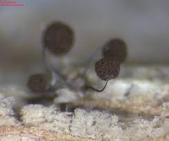 Attēlu rezultāti vaicājumam “Ophiotheca chrysosperma spores”