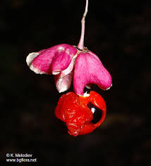 Attēlu rezultāti vaicājumam “Euonymus verrucosus fruit”