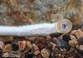 Attēlu rezultāti vaicājumam “Lampetra planeri”