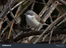 Attēlu rezultāti vaicājumam “Sylvia curruca”